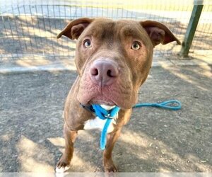 American Staffordshire Terrier-Unknown Mix Dogs for adoption in San Jose, CA, USA