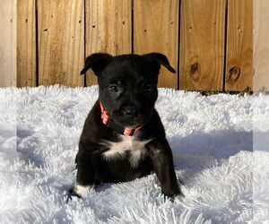 American Pit Bull Terrier-Unknown Mix Dogs for adoption in Kannapolis, NC, USA