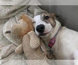 Basschshund Dogs for adoption in San Diego, CA, USA
