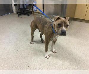 American Pit Bull Terrier Dogs for adoption in Riverside, CA, USA