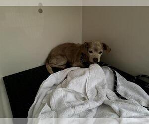 Chihuahua-Unknown Mix Dogs for adoption in Pasadena, CA, USA