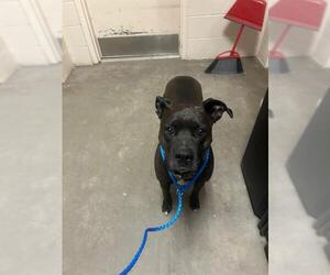 Mutt Dogs for adoption in Frisco, CO, USA