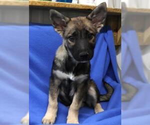 Huskies -Unknown Mix Dogs for adoption in Thief River Falls, MN, USA