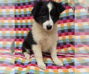Mutt Dogs for adoption in Center Township, PA, USA