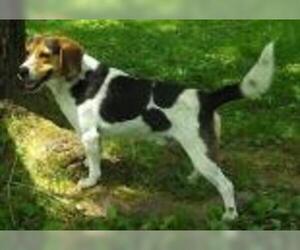 Medium Photo #1 Beagle-Unknown Mix Puppy For Sale in Warrenton, VA, USA