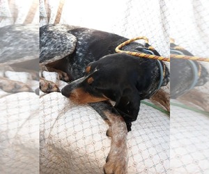 Bluetick Coonhound Dogs for adoption in Newport, KY, USA