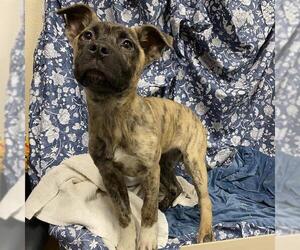 American Pit Bull Terrier-Unknown Mix Dogs for adoption in Modesto, CA, USA
