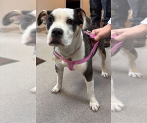 American French Bull Terrier Dogs for adoption in La Porte, IN, USA