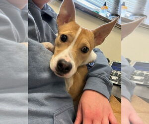 Collie-Unknown Mix Dogs for adoption in South Bend, IN, USA