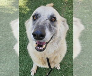 Anatolian Shepherd-Unknown Mix Dogs for adoption in Lakewood, CO, USA