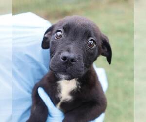American Staffordshire Terrier-Unknown Mix Dogs for adoption in San Antonio, TX, USA