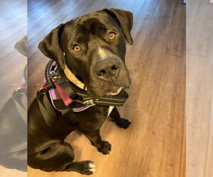 Mutt Dogs for adoption in Minneapolis, MN, USA