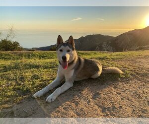 - Mix Dogs for adoption in Malibu , CA, USA