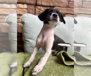 Medium Photo #3 Jack Russell Terrier-Unknown Mix Puppy For Sale in Lakewood, CO, USA