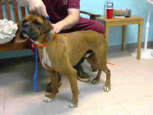Boxer Dogs for adoption in Lufkin, TX, USA