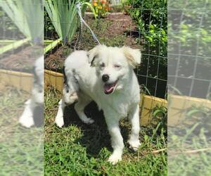 Australian Shepherd Dogs for adoption in Greenville, SC, USA