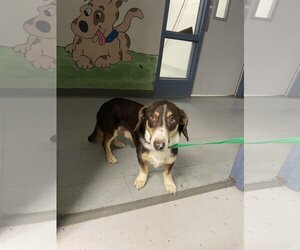 Dachshund-Unknown Mix Dogs for adoption in Augusta, GA, USA