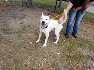 Small Siberian Husky Mix