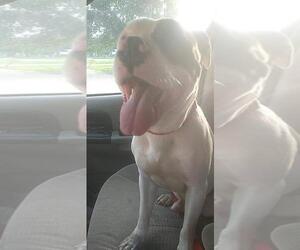 American Bulldog Dogs for adoption in Oakhurst, NJ, USA