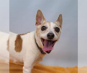 Rat Terrier Dogs for adoption in Fort Collins, CO, USA