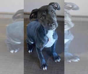 Labrador Retriever-Unknown Mix Dogs for adoption in Augusta, GA, USA