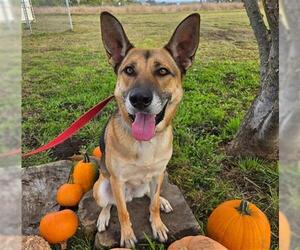 German Shepherd Dog Dogs for adoption in McKinleyville, CA, USA