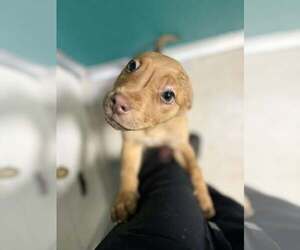 Mutt Dogs for adoption in Woodbury, NY, USA