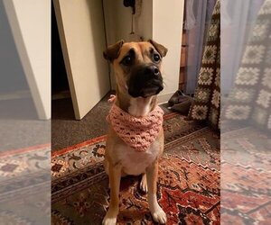 Boxer-Chinese Shar-Pei Mix Dogs for adoption in Nashville, TN, USA