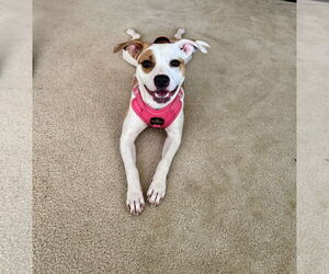 Faux Frenchbo Bulldog Dogs for adoption in Milton, FL, USA