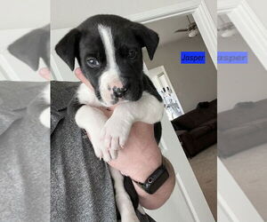 American Pit Bull Terrier-Labrador Retriever Mix Dogs for adoption in Brewster, NY, USA