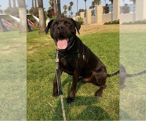 American Bulldog-Rottweiler Mix Dogs for adoption in Santa Barbara, CA, USA