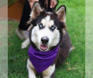 Alaskan Malamute-Unknown Mix Dogs for adoption in San Antonio, TX, USA