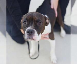 American Staffordshire Terrier-Unknown Mix Dogs for adoption in San Antonio, TX, USA