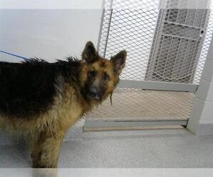 German Shepherd Dog Dogs for adoption in Pasadena, TX, USA