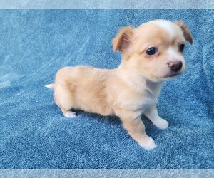 Chihuahua-Unknown Mix Dogs for adoption in San Francisco, CA, USA