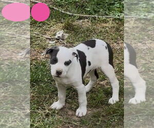 American Pit Bull Terrier-American Staffordshire Terrier Mix Dogs for adoption in Wenonah, NJ, USA
