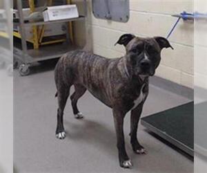 American Pit Bull Terrier Dogs for adoption in Denver, CO, USA