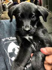 Boxador Dogs for adoption in Danbury, CT, USA