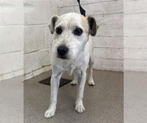 Mutt Dogs for adoption in San Bernardino, CA, USA