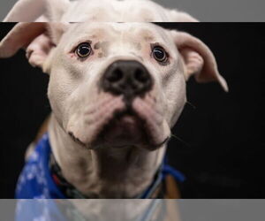Bullypit Dogs for adoption in Princeton, MN, USA