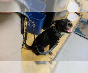 Labrador Retriever-Unknown Mix Dogs for adoption in Tulsa, OK, USA