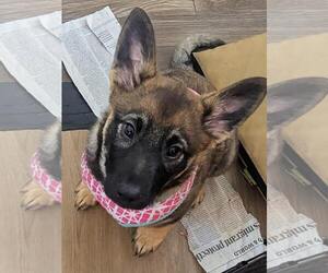 German Shepherd Dog-pomeranian spitz Mix Dogs for adoption in Princeton, MN, USA