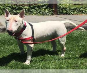 Bull Terrier Dogs for adoption in Alameda, CA, USA