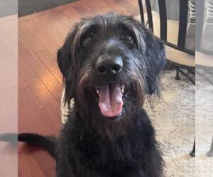 Labrador Retriever-Unknown Mix Dogs for adoption in Newfield, NJ, USA