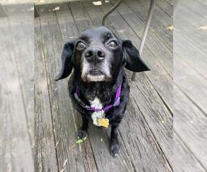 Boston Spaniel Dogs for adoption in Nashville, TN, USA