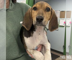 Mutt Dogs for adoption in Washington, DC, USA