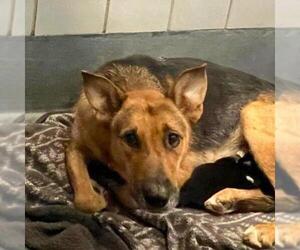 German Shepherd Dog-Unknown Mix Dogs for adoption in San Antonio, TX, USA