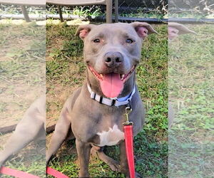 American Pit Bull Terrier-Unknown Mix Dogs for adoption in Millersville, MD, USA