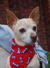 Medium Photo #1 Chihuahua Puppy For Sale in Dallas, TX, USA