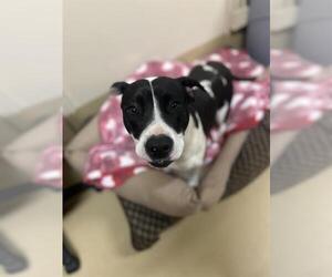 American Pit Bull Terrier Dogs for adoption in Chula Vista, CA, USA